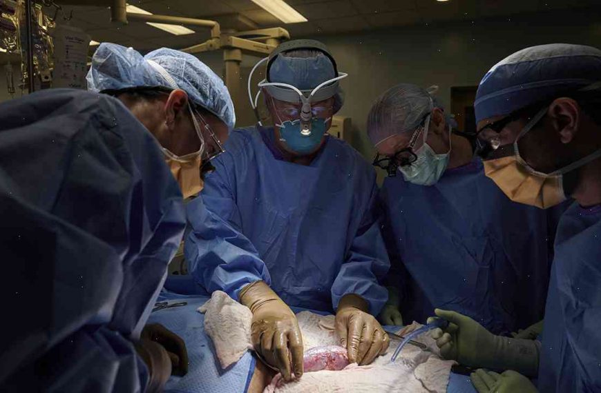 Animal organ transplant brings ethical questions after success in Amsterdam