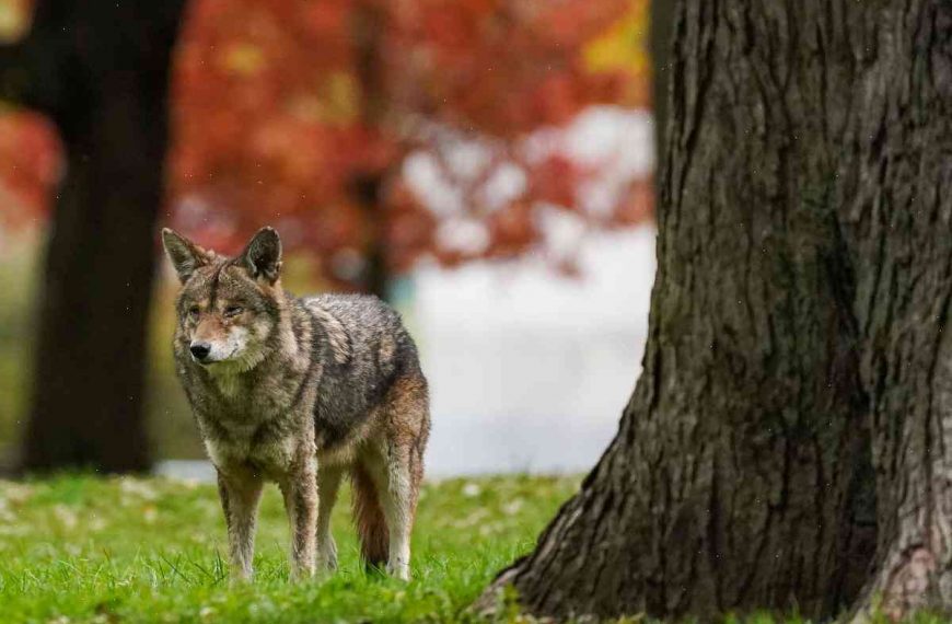 Coyote chases people in North York, Canada